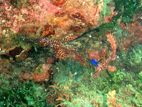 �ɓ������ʐ^�@�N���b�N�ő傫���Ȃ�܂�