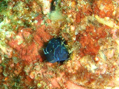 �ɓ������ʐ^�@�N���b�N�ő傫���Ȃ�܂�