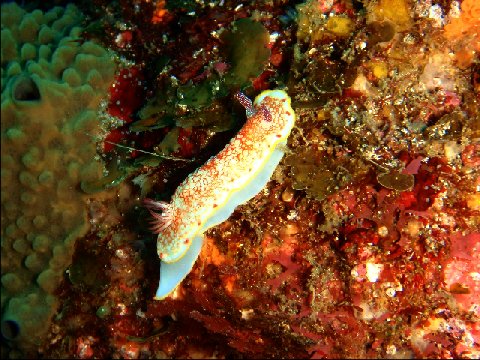 �ɓ������ʐ^�@�N���b�N�ő傫���Ȃ�܂�