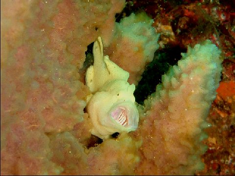 �ɓ������ʐ^�@�N���b�N�ő傫���Ȃ�܂�