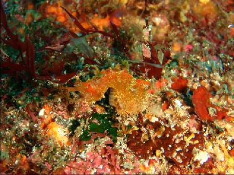 �ɓ������ʐ^�@�N���b�N�ő傫���Ȃ�܂�