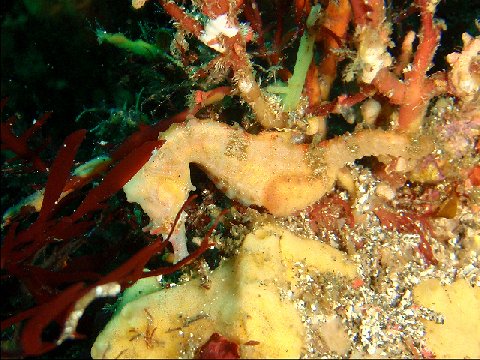 �ɓ������ʐ^�@�N���b�N�ő傫���Ȃ�܂�