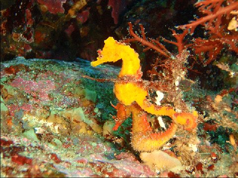 �ɓ������ʐ^�@�N���b�N�ő傫���Ȃ�܂�