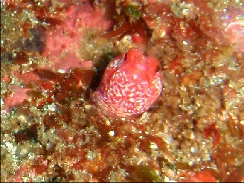 �ɓ������ʐ^�@�N���b�N�ő傫���Ȃ�܂�