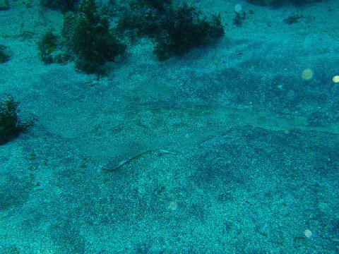 �ɓ������ʐ^�@�N���b�N�ő傫���Ȃ�܂�