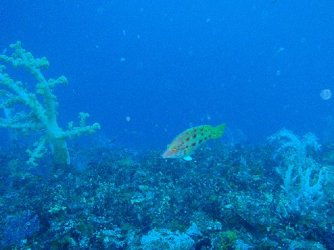 �ɓ������ʐ^�@�N���b�N�ő傫���Ȃ�܂�