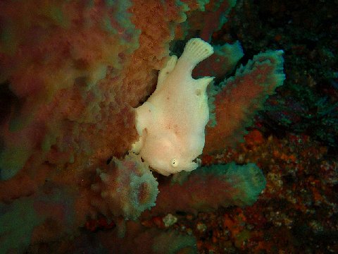 �ɓ������ʐ^�@�N���b�N�ő傫���Ȃ�܂�