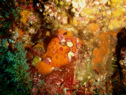 �ɓ������ʐ^�@�N���b�N�ő傫���Ȃ�܂�