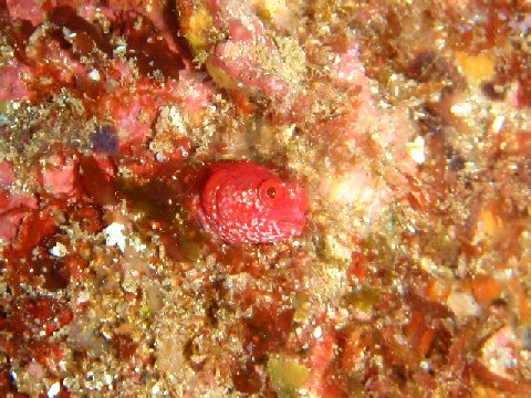 �ɓ������ʐ^�@�N���b�N�ő傫���Ȃ�܂�