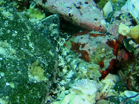 �ɓ������ʐ^�@�N���b�N�ő傫���Ȃ�܂�