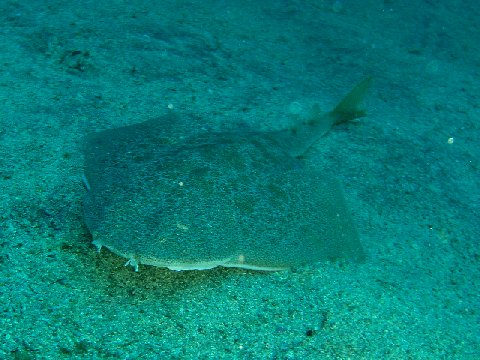 �ɓ������ʐ^�@�N���b�N�ő傫���Ȃ�܂�