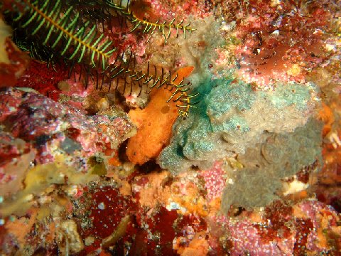 �ɓ������ʐ^�@�N���b�N�ő傫���Ȃ�܂�