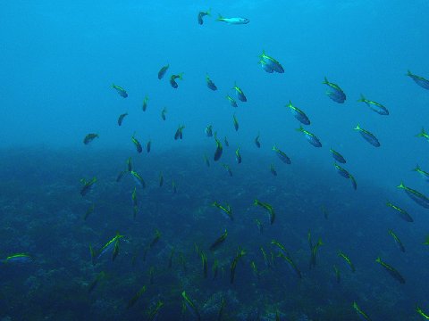 �ɓ������ʐ^�@�N���b�N�ő傫���Ȃ�܂�