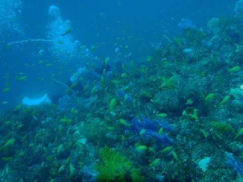 �ɓ������ʐ^�@�N���b�N�ő傫���Ȃ�܂�