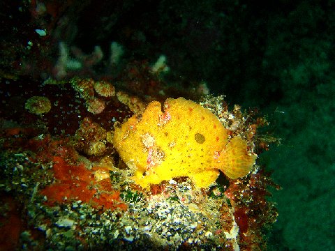 �ɓ������ʐ^�@�N���b�N�ő傫���Ȃ�܂�