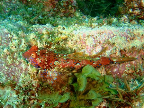 �ɓ������ʐ^�@�N���b�N�ő傫���Ȃ�܂�