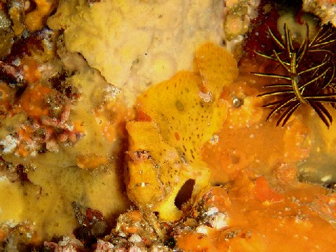 �ɓ������ʐ^�@�N���b�N�ő傫���Ȃ�܂�