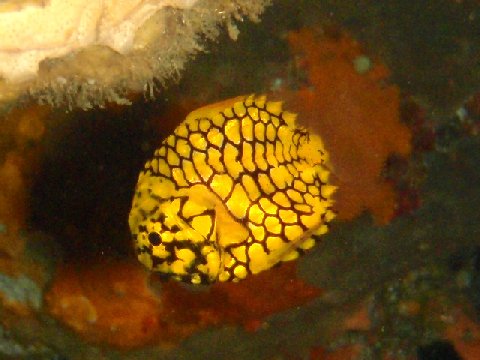 �ɓ������ʐ^�@�N���b�N�ő傫���Ȃ�܂�