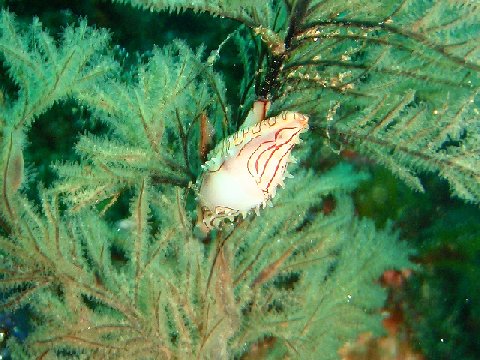 �ɓ������ʐ^�@�N���b�N�ő傫���Ȃ�܂�