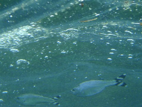 �ɓ������ʐ^�@�N���b�N�ő傫���Ȃ�܂�