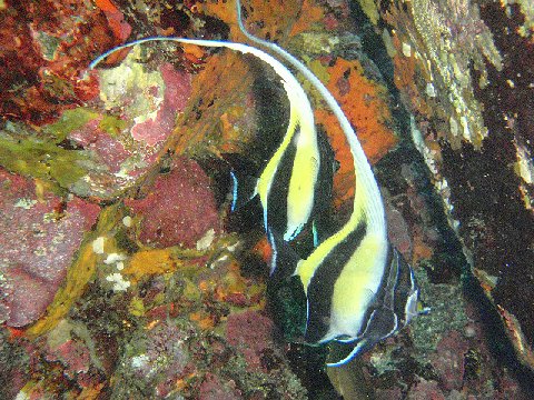 �ɓ������ʐ^�@�N���b�N�ő傫���Ȃ�܂�