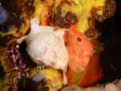 �ɓ������ʐ^�@�N���b�N�ő傫���Ȃ�܂�