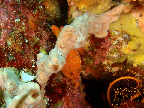 �ɓ������ʐ^�@�N���b�N�ő傫���Ȃ�܂�