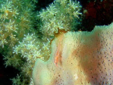 �ɓ������ʐ^�@�N���b�N�ő傫���Ȃ�܂�