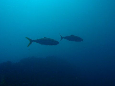 �ɓ������ʐ^�@�N���b�N�ő傫���Ȃ�܂�