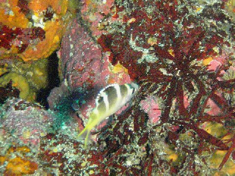 �ɓ������ʐ^�@�N���b�N�ő傫���Ȃ�܂�