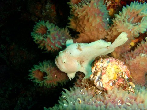 �ɓ������ʐ^�@�N���b�N�ő傫���Ȃ�܂�