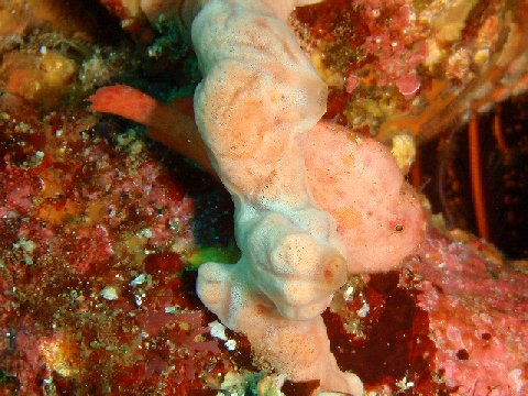 �ɓ������ʐ^�@�N���b�N�ő傫���Ȃ�܂�