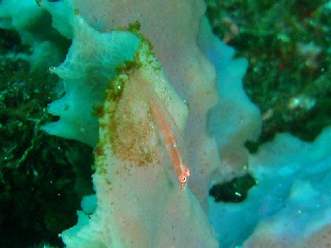 �ɓ������ʐ^�@�N���b�N�ő傫���Ȃ�܂�