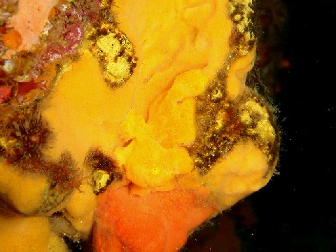 �ɓ������ʐ^�@�N���b�N�ő傫���Ȃ�܂�