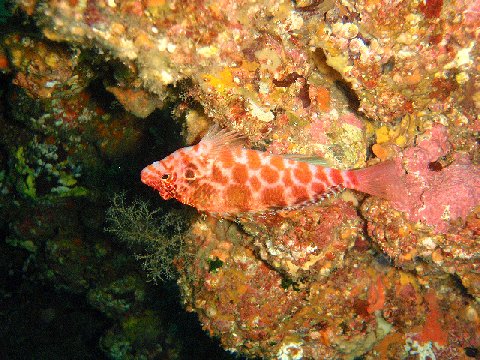 �ɓ������ʐ^�@�N���b�N�ő傫���Ȃ�܂�