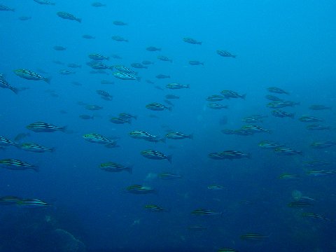 �ɓ������ʐ^�@�N���b�N�ő傫���Ȃ�܂�