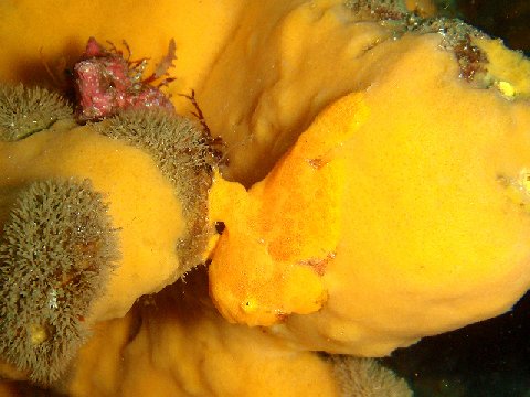 �ɓ������ʐ^�@�N���b�N�ő傫���Ȃ�܂�