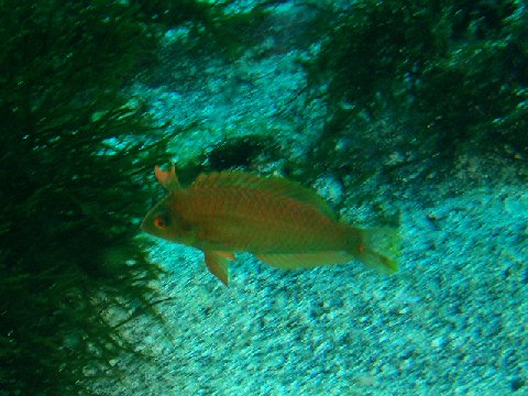 �ɓ������ʐ^�@�N���b�N�ő傫���Ȃ�܂�