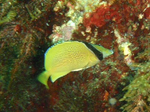 �ɓ������ʐ^�@�N���b�N�ő傫���Ȃ�܂�