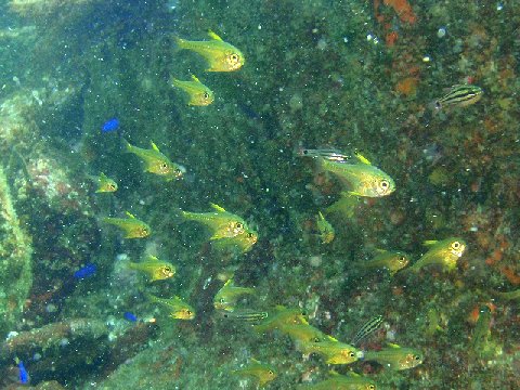 �ɓ������ʐ^�@�N���b�N�ő傫���Ȃ�܂�