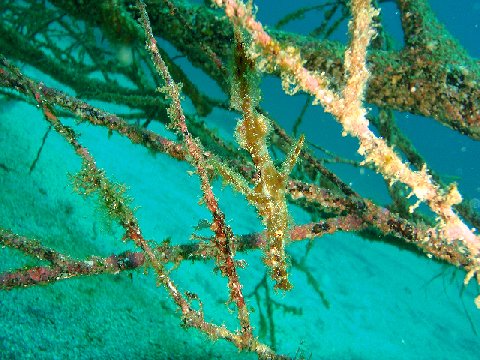 �ɓ������ʐ^�@�N���b�N�ő傫���Ȃ�܂�