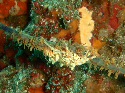 �ɓ������ʐ^�@�N���b�N�ő傫���Ȃ�܂�