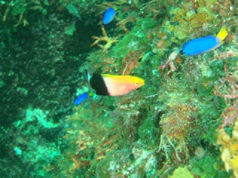 �ɓ������ʐ^�@�N���b�N�ő傫���Ȃ�܂�