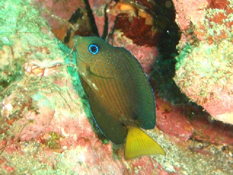 �ɓ������ʐ^�@�N���b�N�ő傫���Ȃ�܂�