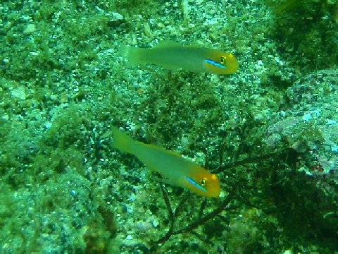 �ɓ������ʐ^�@�N���b�N�ő傫���Ȃ�܂�