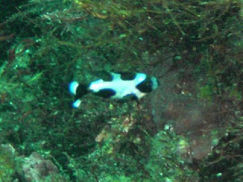 �ɓ������ʐ^�@�N���b�N�ő傫���Ȃ�܂�