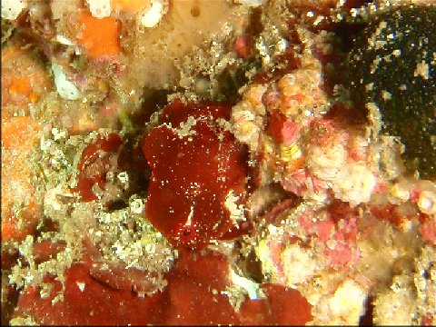 �ɓ������ʐ^�@�N���b�N�ő傫���Ȃ�܂�