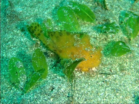 �ɓ������ʐ^�@�N���b�N�ő傫���Ȃ�܂�