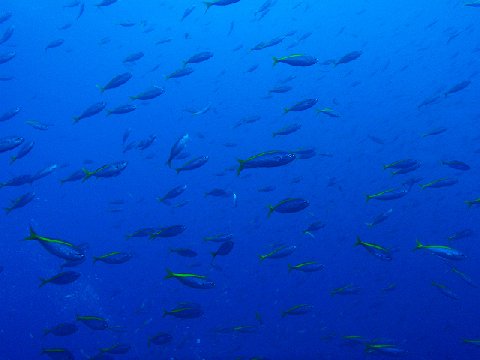 �ɓ������ʐ^�@�N���b�N�ő傫���Ȃ�܂�