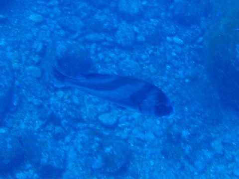 �ɓ������ʐ^�@�N���b�N�ő傫���Ȃ�܂�